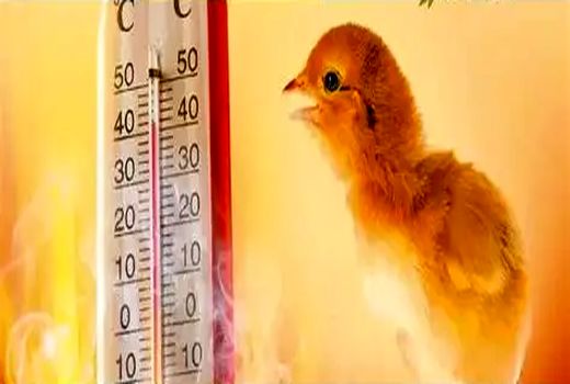 گرما در مرغداری مهارشدنی است