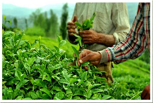 خرید تضمینی 62 هزار تن برگ سبز چای از چایکاران