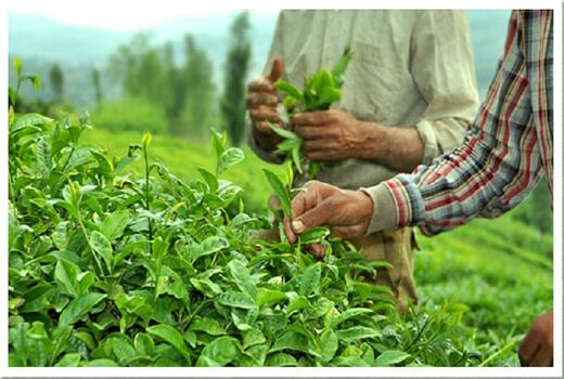 خرید تضمینی 62 هزار تن برگ سبز چای از چایکاران