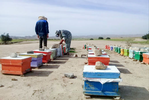 اجرای طرح پایش و مراقبت بیماری‌های زنبور عسل در 6 زنبورستان هفتکل