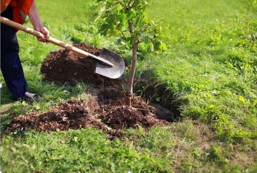 ۳۲۹ هزار اصله نهال در عرصه‌های طبیعی خراسان شمالی کاشته شد