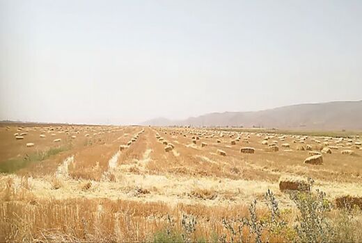 برداشت کاه و کلش برای رونق دامداری‌های فسا