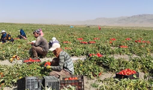 آغاز برداشت گوجه‌فرنگی از بیش از ۲ هزار هکتار مزارع شهرستان اقلید