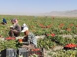 آغاز برداشت گوجه‌فرنگی از بیش از ۲ هزار هکتار مزارع شهرستان اقلید