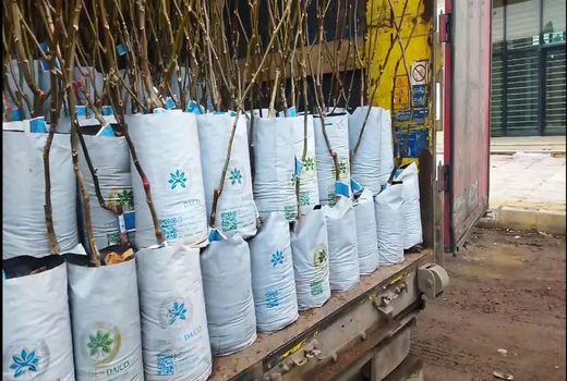 صادرات ۱۸ هزار اصله نهال گواهی شده از استان قزوین به کشور تاجیکستان