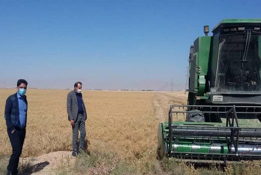 آغاز برداشت ارزن در شهرضا