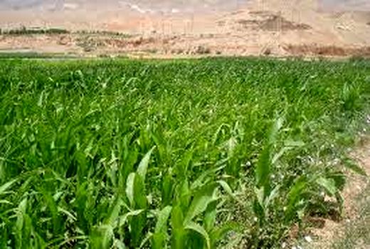 کشت ذرت علوفه ای در بالغ بر 9 هزارهکتار از مزارع شهرستان ری