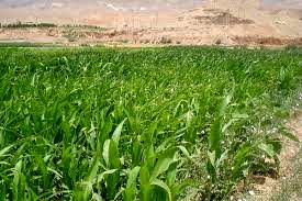 کشت ذرت علوفه ای در بالغ بر 9 هزارهکتار از مزارع شهرستان ری