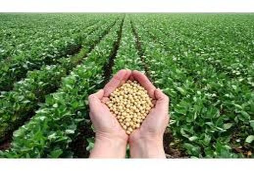 740 تن سویا از کشاورزان ساروی خریداری شد