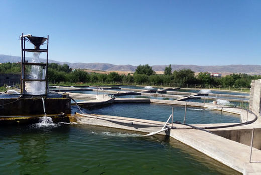 تولید سالانه بالغ بر 600 تن گوشت سفید ماهی در شهرستان اهر 