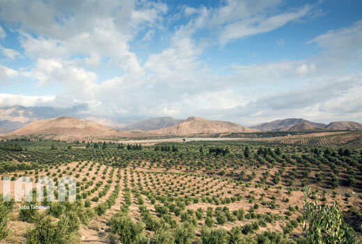 شناسایی 21 هزار هکتار اراضی شیبدار مستعد کشت