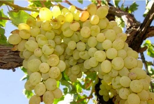 افزایش محصول انگور تاکستان‌های اصفهان