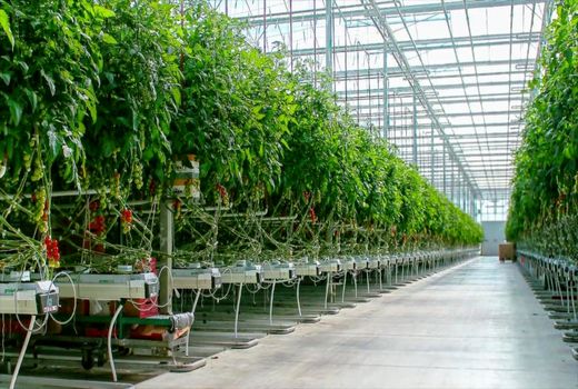 بستر برای توسعه گلخانه ها فراهم است | دستگاه های خدمات رسان پای کار باشند