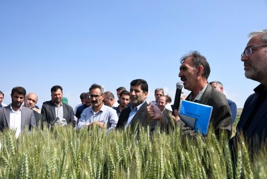 افزایش 49 درصدی عملکرد گندم و افزایش 40 درصدی نخود و عدس در طرح جهش تولید