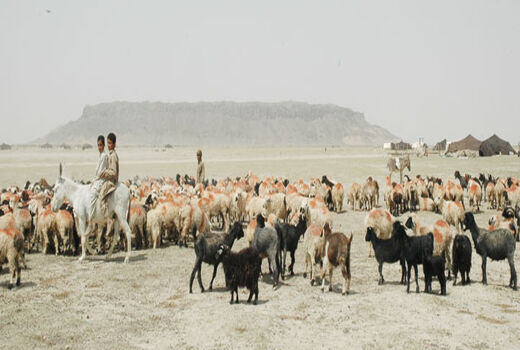 استقبال از خرید دام عشایر سیستان و بلوچستان