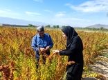 کشت گیاهان شورپسند؛ اقدامی مؤثر در ساماندهی اراضی شور حوضه دریاچه