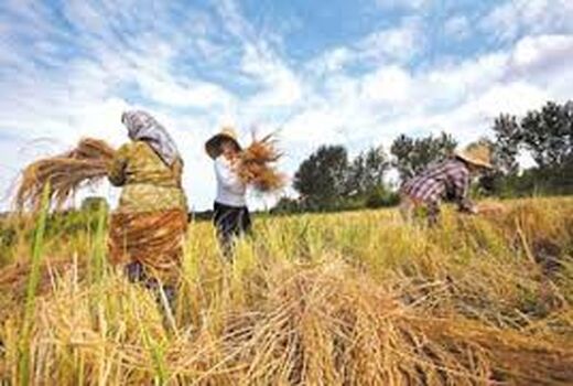 برداشت مکانیزه برنج در 96 درصد مزارع کشت مجدد و رتون بابل