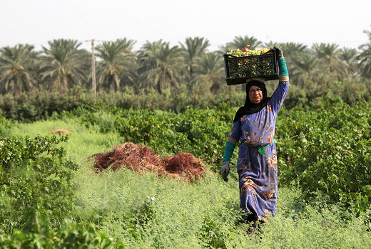 ایجاد 29500 شغل جدید 