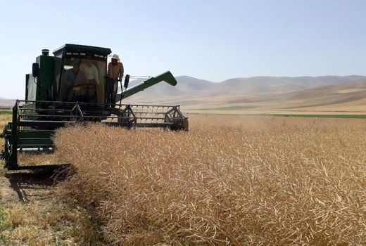 فیروزآباد رتبه نخست تولید کلزا در فارس را بدست آورد