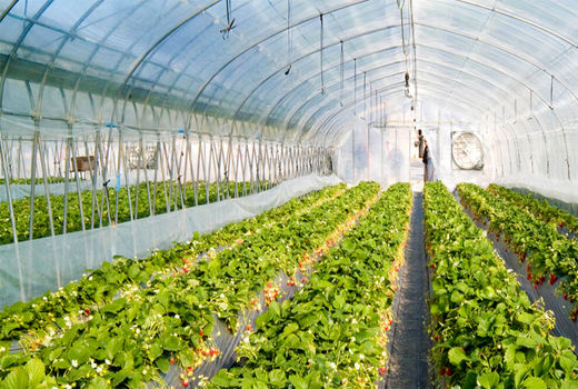 یک تیر و چند نشان با توسعه گلخانه‌ها