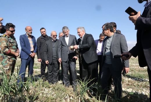 بازدید میدانی وزیر جهاد کشاورزی از مزارع پیاز و سیب زمینی در شهرستان جیرفت 