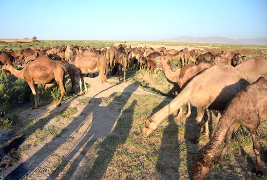 توسعه پرورش شتر در بام ایران