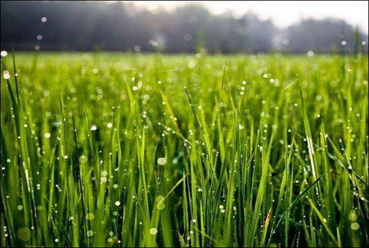 کشاورزان مناطق غربی این هفته محلول‌پاشی نکنند