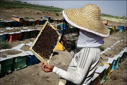 آغاز سرشماری  در زنبورستانهای مرودشت