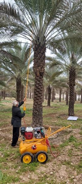 گرده افشانی مکانیزه نخیلات برای اولین بار در کازرون