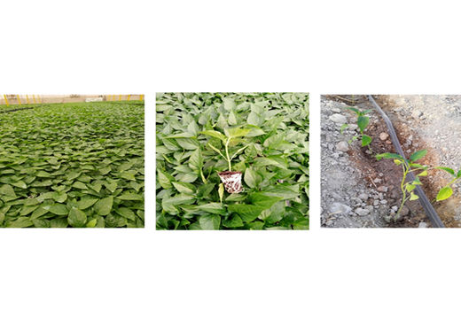 آغاز کشت فلفل دلمه در شهرستان بندرعباس