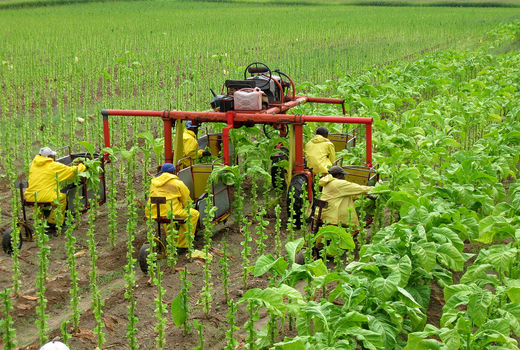 سازمان بهداشت جهانی: به جای کشت تنباکو، محصولات غذایی پرورش دهید