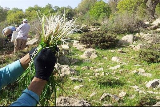 کشت گیاهان دارویی در استان‌ها قطب بندی شد