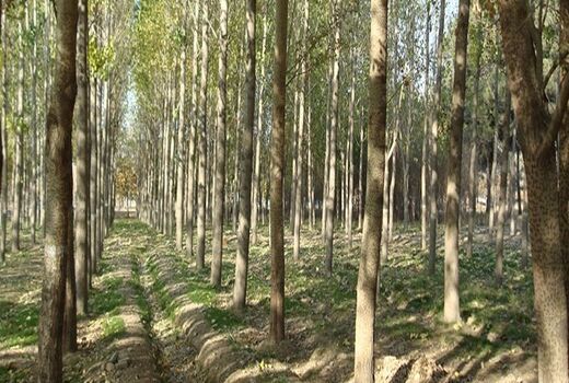 بهره‌گیری از ظرفیت پادگان‌های نیروهای مسلح برای توسعه زراعت چوب و فضای سبز 