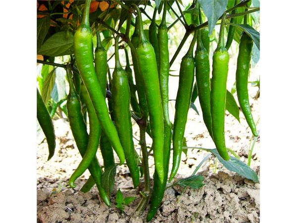 تولید 63 میلیاردی فلفل در جویبار