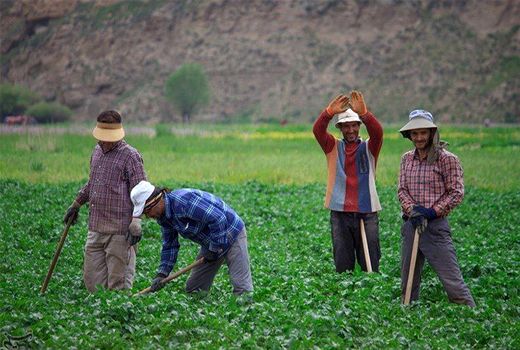 سهم اشتغال‌زایی بخش کشاورزی خنج محقق شد