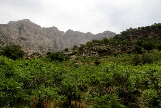 حدنگاری و سنددار شدن بیش از ۹۸ درصد اراضی ملی استان بوشهر