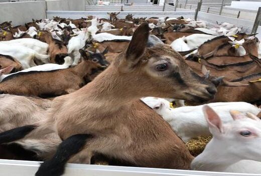 بزهای بومی استان بوشهر در حال اصلاح نژاد