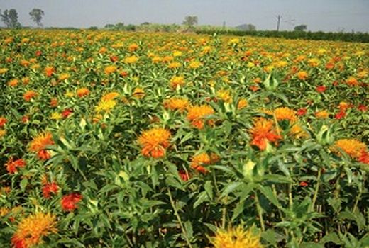 تولید بیش از 35 تن گیاه داروئی در سال در شهرستان سیرجان