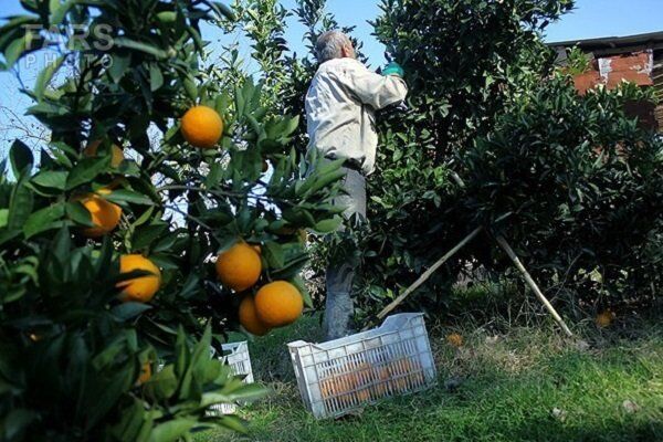 بیمه محصولات باغی تا پایان خرداد تمدید شد