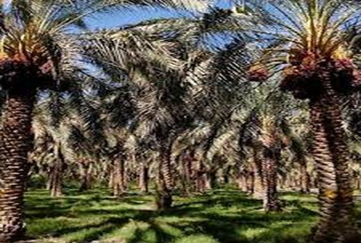 مراسم تجدید میثاق ،غبارروبی و عطر افشانی درگلزار شهدای شهرستان بم 