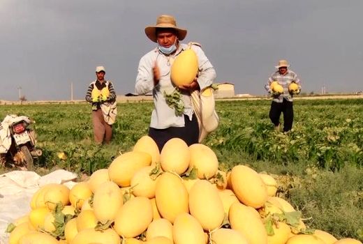 طعم شیرین خربزه زیر دندان دوستداران این میوه تابستانی
