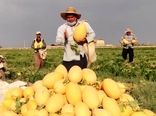 طعم شیرین خربزه زیر دندان دوستداران این میوه تابستانی