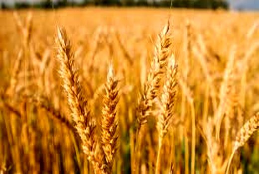 کشت 10 رقم مقایسه‌ای گندم در خرمشهر