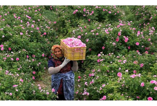 گلستان 280 هکتاری گل محمدی در ساری
