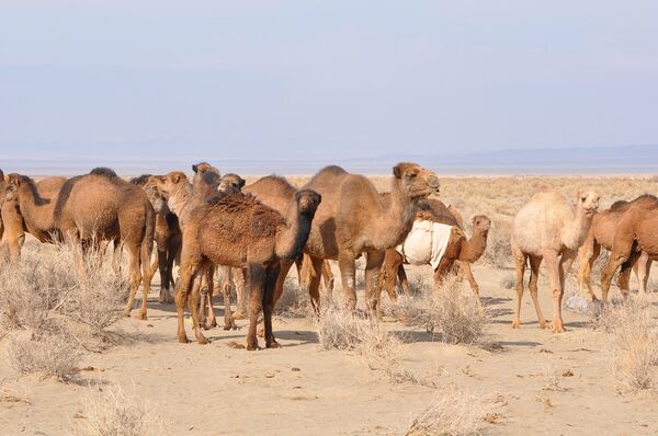 پرداخت تسهیلات ۲۸ میلیارد تومانی برای اجرای طرح هاب شتر در خراسان جنوبی