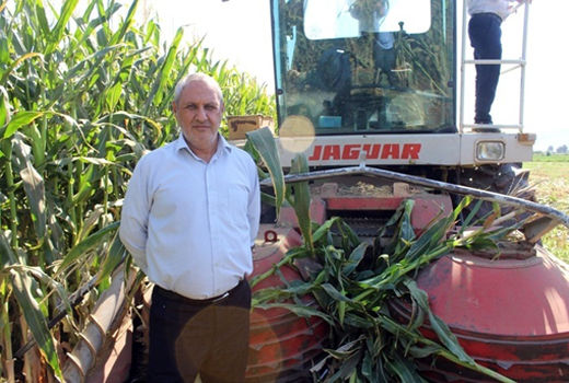 برداشت ذرت علوفه ای از 280 هکتار از اراضی مرند