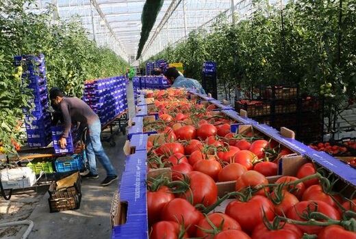 ارتقای خراسان شمالی در کشت های گلخانه ای