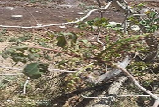 سرمای بهاره خسارت ۲۰ تا ۸۰ درصدی به باغات شهرستان راور وارد کرد