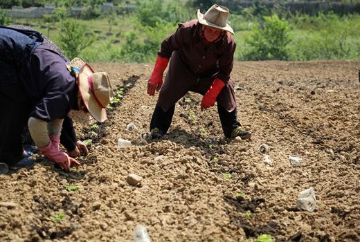 افزایش سطح زیر کشت گیاهان دارویی در بیضا