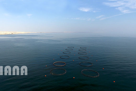 پرورش ماهی در قفس